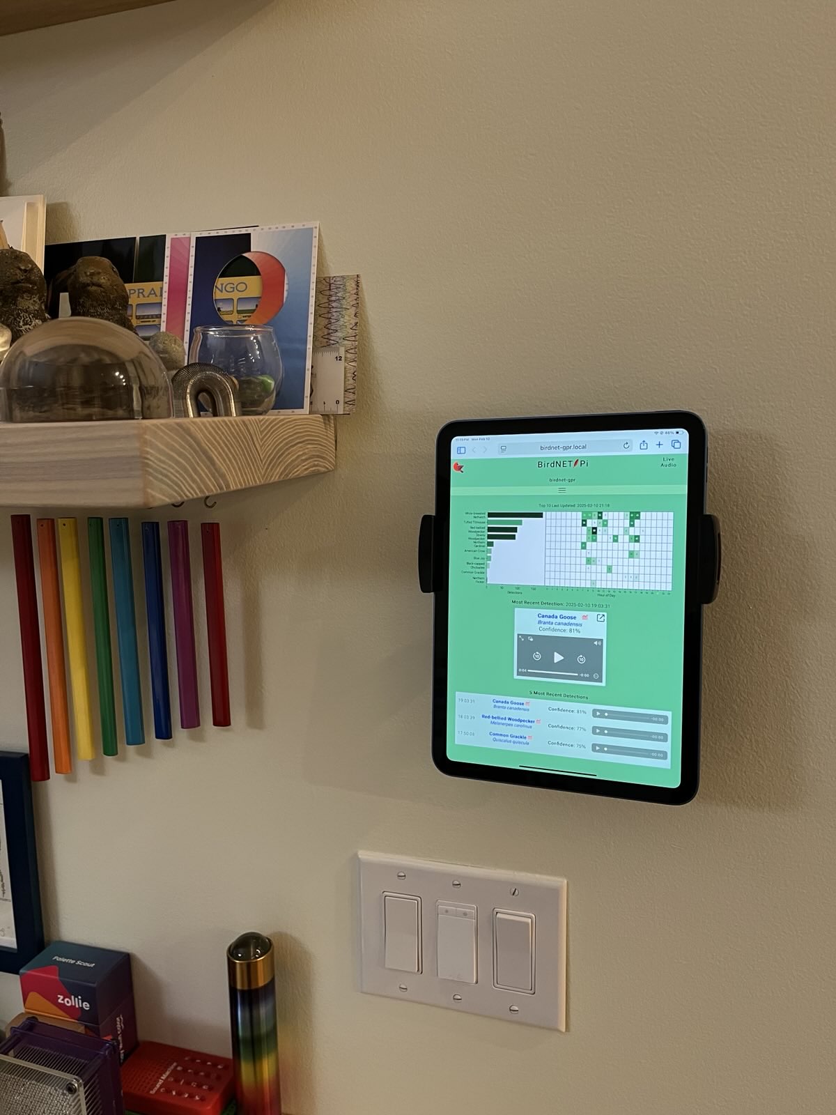 Photo of ipad on wall, ipad is displaying the BirdNET-Pi website