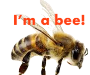 Image of a bee overlaid with text that reads “I’m a bee”